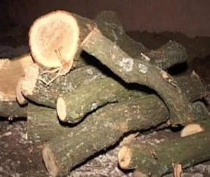 lemn taiat - aschii
