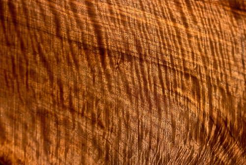 File de bastogne - fibra lemnului