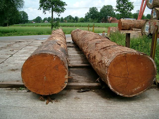 Bustean de merbau bustean