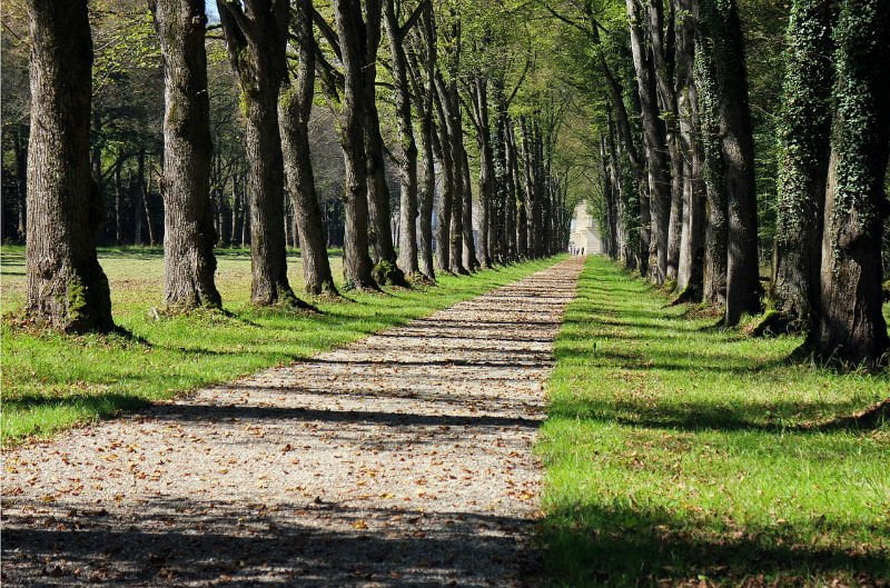 Rezultatele publicate pentru Inventarul Forestier National 2 padure copaci stejar (2)