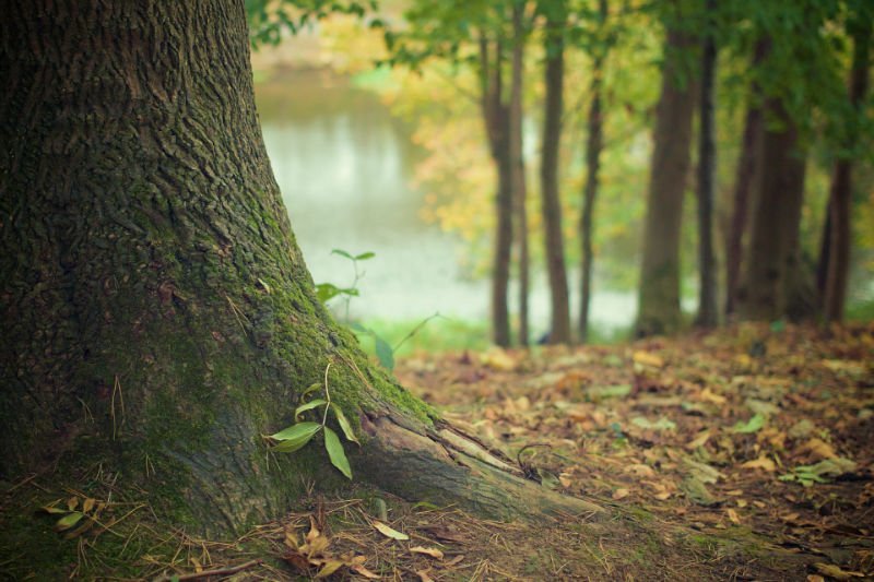 Rezultatele publicate pentru Inventarul Forestier National 3 Inventarul Forestier National