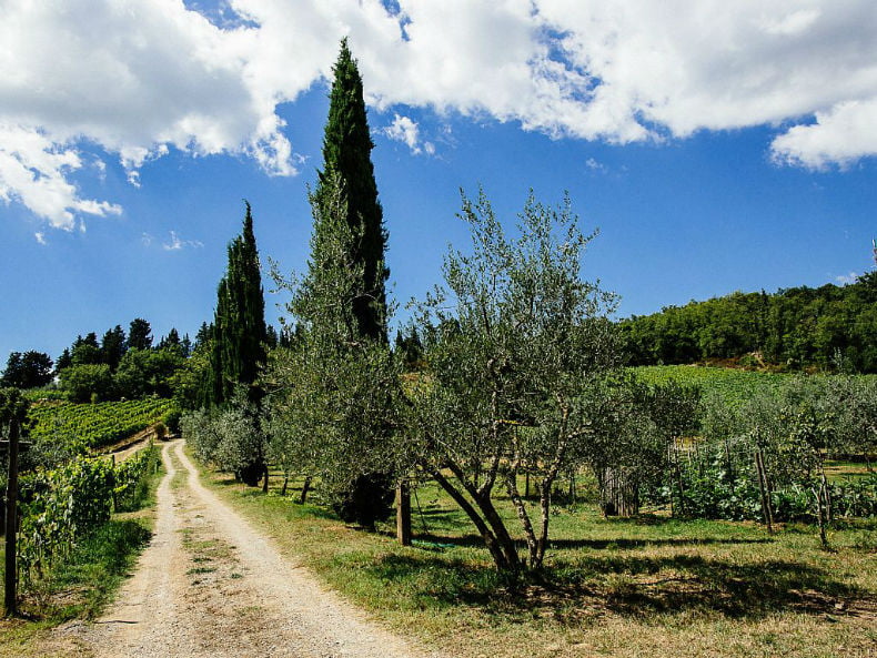 Viața la țară - turism în Toscana - fermă de închiriat 1 Fermă - Toscana